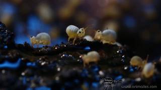 Collemboles Sminthurides Aquaticus [upl. by Niarda173]