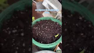 Full Cycle of a Thunbergia Plant Start to Finish shorts [upl. by Ecineg443]