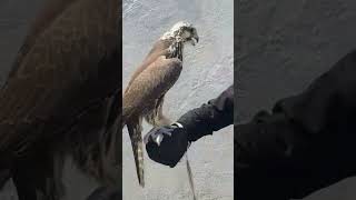 Russian family falcon peregrine falconery birds eagles birdofpreyperegrine wildlife [upl. by Collyer]