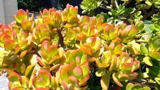 Crassula ovata  jade plant  money tree HD 05 [upl. by Enialehs178]