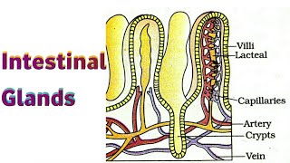 Intestinal Glands Digestion and Absorption [upl. by Kelwin]