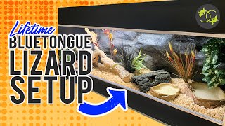 How To Setup a Blue Tongue lizard Enclosure  Cookies Critters  2021 [upl. by Adnamor]