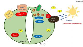 Abscisic acid signaling pathway  ABA mediated stomatal opening and closure [upl. by Ahsatal883]