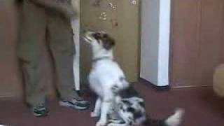 Dog Clicker Training  Teaching the Sit CUe [upl. by Eneluqcaj976]