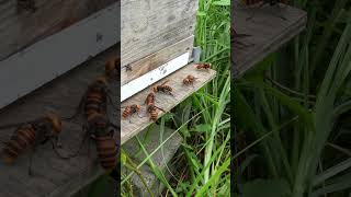 Worker Bee Struggles to Enter Hive as Giant Hornets Swarm Outside [upl. by Kappenne68]