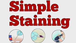 SIMPLE STAINING MICROBIOLOGY norcet microbiology nursing viralvideo shorts [upl. by Janetta]