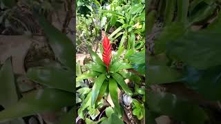 Beautiful Vriesea Carinata Plantsubscribe plants [upl. by Kerek]