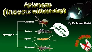 Insect Orders Part 1 Apterygota  Insects Without Wings  By Dr Imran Khatri [upl. by Koh]