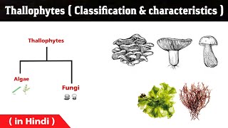 What is the thallophytes   general characters  algae and fungi  thallophyta in Hindi [upl. by Norred]