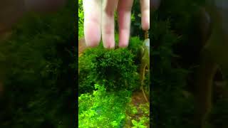 Fissidens Moss Fissidensmoss Fissidens moss shortvideo shorts [upl. by Malachi]