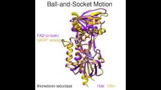 Thioredoxin Reductase [upl. by Nnainot]