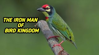 The iron man of bird kingdom Coppersmith barbet bird [upl. by Cheyne238]