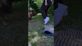 Belgian Malinois Protection Training [upl. by Marin]