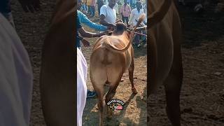 कसा आहे गावरन हत्यार  गावरान वासरू  cow trending shorts reels pat ox shankarpat 500k pat [upl. by Bradley703]