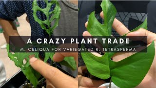 Monstera Obliqua for Variegated Rhaphidophora Tetrasperma  International Aroid Society Show  vlog3 [upl. by Nireves]