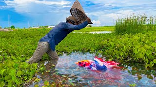 Catching Betta Fish And Wild Betta Fish At The Countryside Unbelievable Catching Episode 9 [upl. by Meehar]