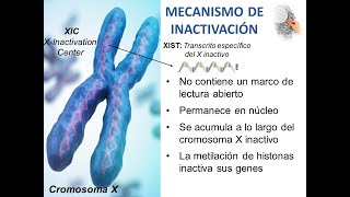 Inactivación Cromosoma X [upl. by Kasevich]