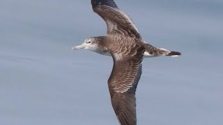 Streaked shearwater Calonectris leucomelas flying low and landing on water [upl. by Hnilym335]