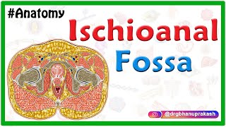 Anatomy of the ischioanal or ischiorectal fossa [upl. by Anihsit]