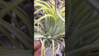 Surprisingly grow pups Tillandsia Ionantha Druid airplants tillandsia [upl. by Irrahs289]