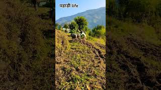 पहाड़ी लाइफ narendrasinghnegisong old oldsong gadwalimusic sad garhwalistutus oldisgold song [upl. by Aneetak]