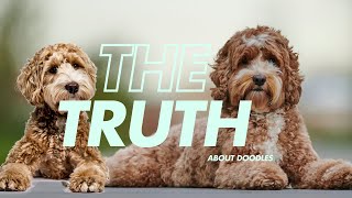 5 MUST KNOW Truths about Labradoodles cavoodles goldendoodles and other doodles [upl. by Bove995]