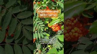 Vogelbeeren sind NICHT GIFTIG sondern gesund➡️InfoampKochen naturgarten vogelbeere wildpflanzen [upl. by Harding493]