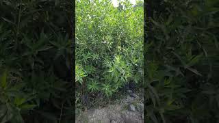 conocarpus flowers gardern plantnursery playstation nursery short youtubeshort [upl. by Aisercal755]