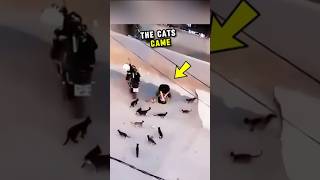 The Stray Cats Run Towards Him And And Waiting For Food shorts viralvideo cats trending [upl. by Kimberlee]