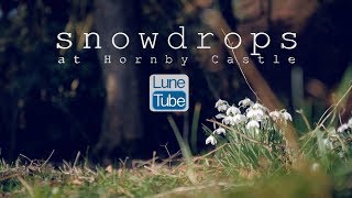 Snowdrops Hornby Castle Lancashire [upl. by Brag]