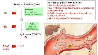 pharmacologie du systeme renine angiotensine aldosterone partie 1 [upl. by Curtice]