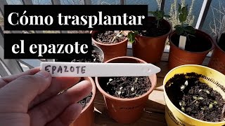 Cómo transplantar el epazote  Desde Oaxaca hasta mi jardín [upl. by Nnael592]