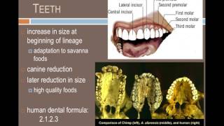 ANTH101 7 million years of hominin evolution [upl. by Aletha]