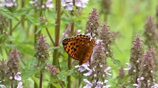 High Brown Fritillary Butterfly Visits Chinese Calamint Flowers in Japan [upl. by Edva]