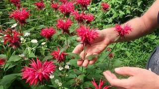 Beebalm Monarda didyma at Wild Ridge Plants [upl. by Ahsocin263]