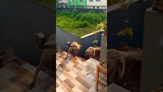 Aaj to mar par gai funny dogcomedy viralvideo comedy dogentertainment dogsworld [upl. by Sweeney]