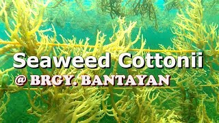 SEAWEEDS BRGY BANTAYAN [upl. by Silvia]