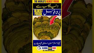 Fact 18 The Worlds Oldest Fossil facts latest 1million [upl. by Dennis]