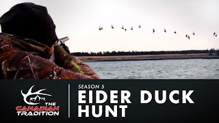 Eider Duck Hunt [upl. by Ahsikcin116]