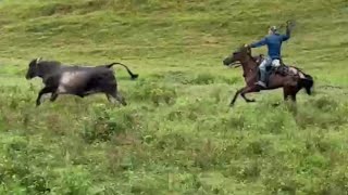 hacienda ganadería brahman Colombia [upl. by Odnalro]