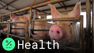 What You Need to Know About China’s New Swine Flu Virus [upl. by Nelda501]