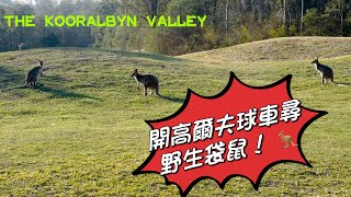 The Kooralbyn Valley考拉奔渡假山莊～開著高爾夫球車尋找野生袋鼠 [upl. by Nerrawed]