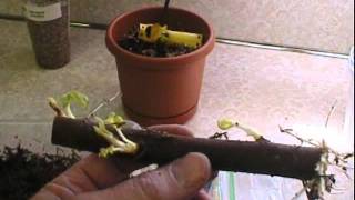 How to grow a fig tree from a cutting part 1 [upl. by Olnton]