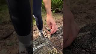 HOW TO MAKE FIRE OUT OFF WOOD [upl. by Kella]