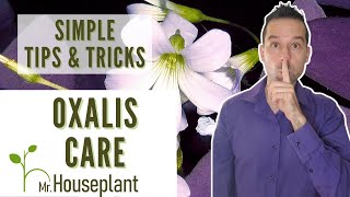 Oxalis Care Simple Tips amp Trick Everyone Should Know [upl. by Sej]