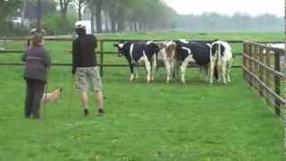 Australian Cattle Dog Herding Cows First Time [upl. by Sancha510]