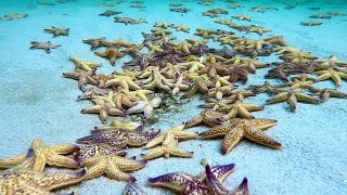 Time lapse North Pacific Starfish [upl. by Allain]