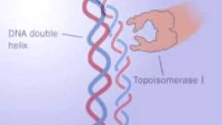 Topoisomerase 1 and 2 [upl. by Stelmach]