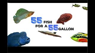 55 Stock Ideas For A 55 Gallon Aquarium [upl. by Whiteley119]