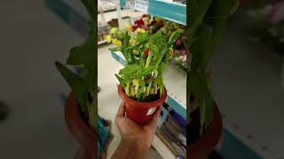 Ratanshi Bamboo Good luck plant ₹230  Dmart findings  viral  Trending [upl. by Anohr]